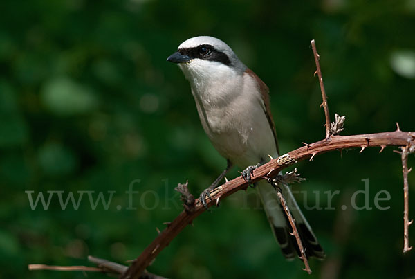 Neuntöter (Lanius collurio)