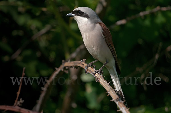 Neuntöter (Lanius collurio)