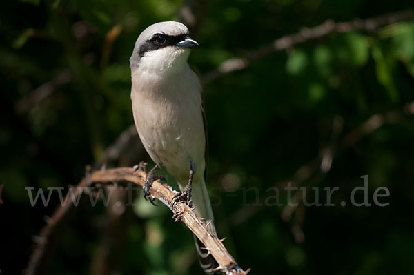 Neuntöter (Lanius collurio)