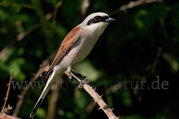 Neuntöter (Lanius collurio)