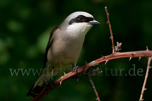 Neuntöter (Lanius collurio)