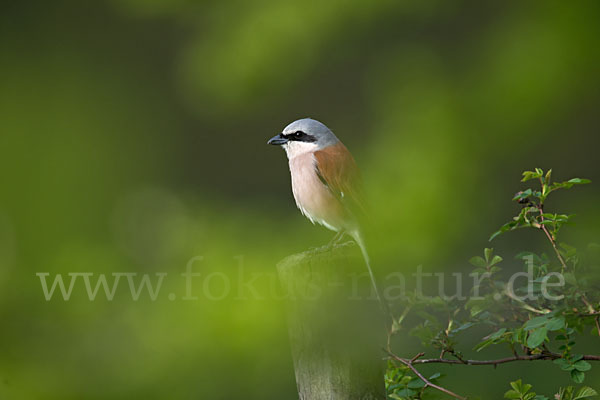 Neuntöter (Lanius collurio)