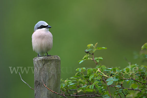 Neuntöter (Lanius collurio)