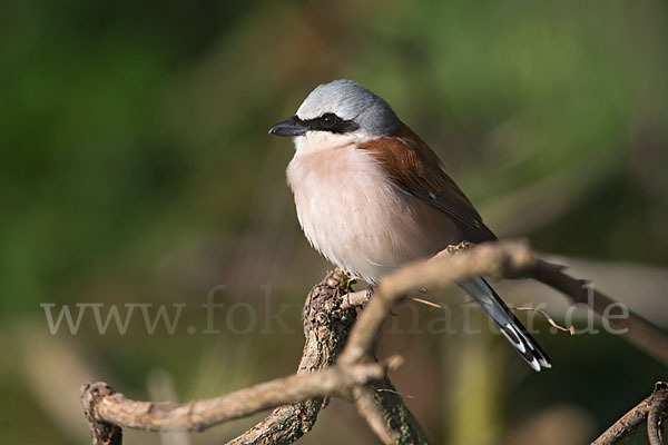 Neuntöter (Lanius collurio)