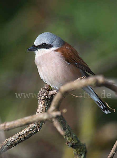 Neuntöter (Lanius collurio)