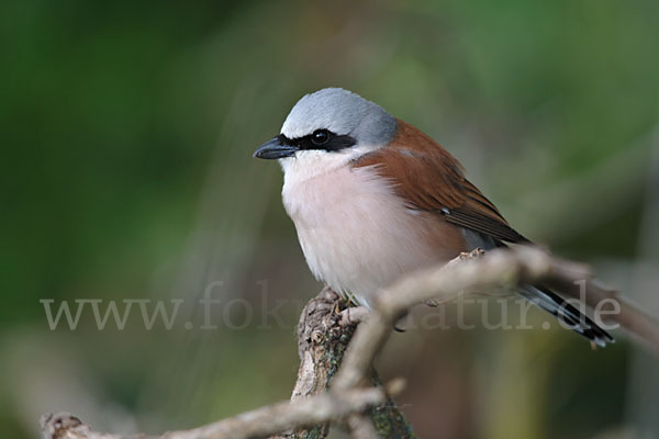 Neuntöter (Lanius collurio)