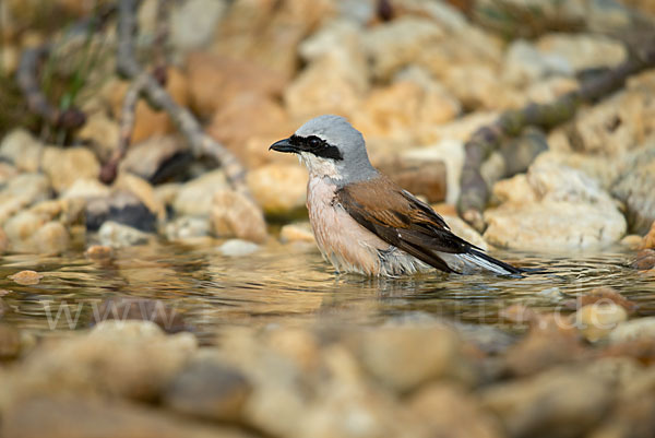 Neuntöter (Lanius collurio)