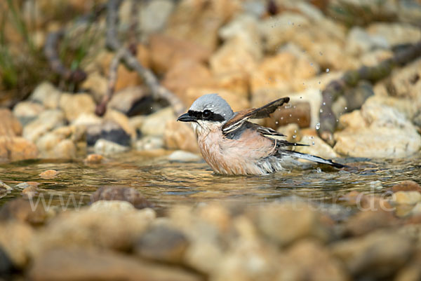 Neuntöter (Lanius collurio)