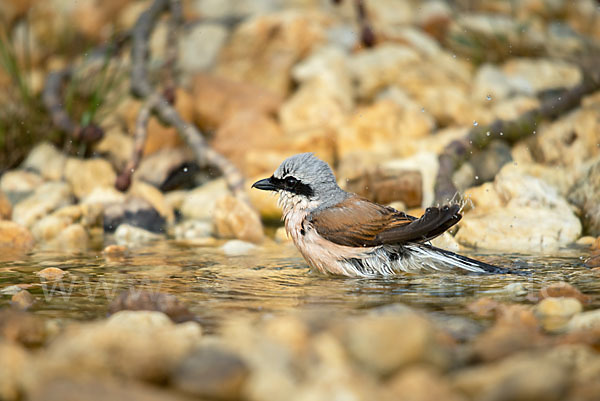 Neuntöter (Lanius collurio)