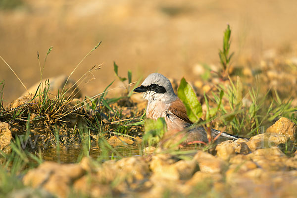 Neuntöter (Lanius collurio)