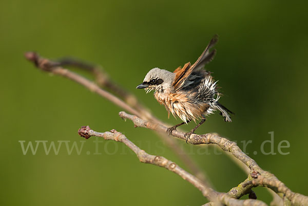 Neuntöter (Lanius collurio)