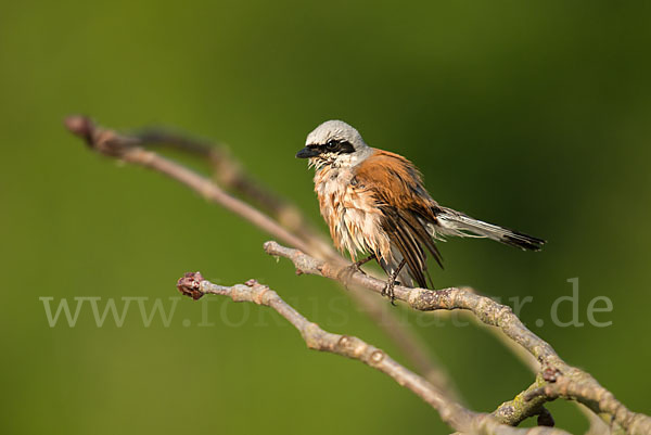 Neuntöter (Lanius collurio)