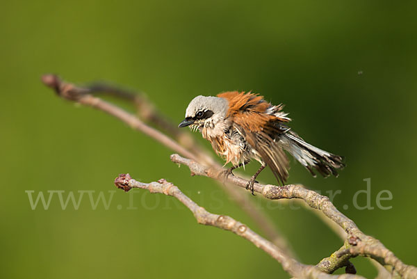 Neuntöter (Lanius collurio)