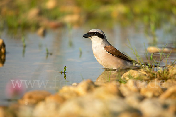 Neuntöter (Lanius collurio)