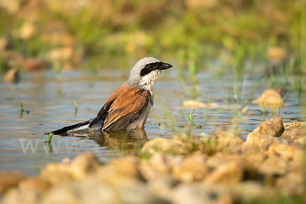 Neuntöter (Lanius collurio)