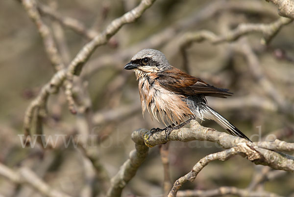 Neuntöter (Lanius collurio)