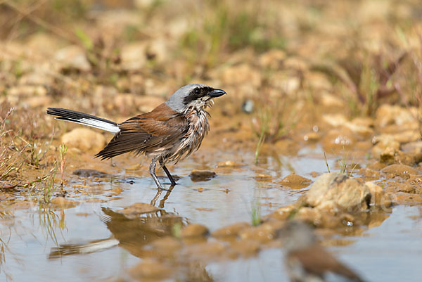 Neuntöter (Lanius collurio)