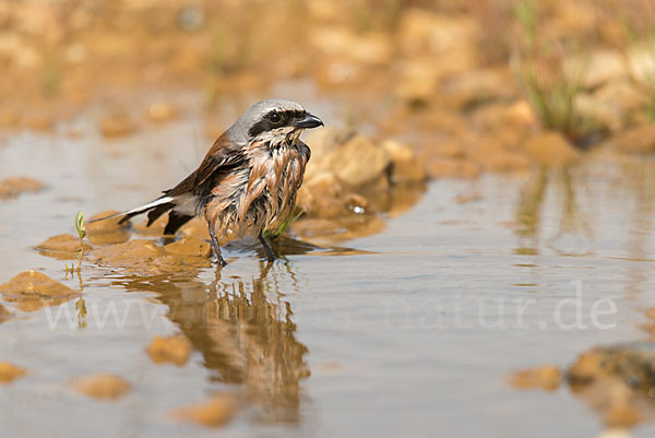 Neuntöter (Lanius collurio)