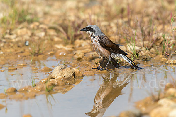 Neuntöter (Lanius collurio)