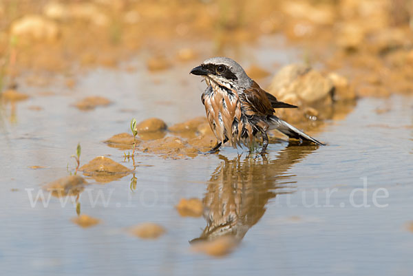 Neuntöter (Lanius collurio)