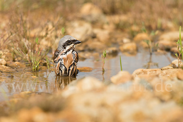 Neuntöter (Lanius collurio)