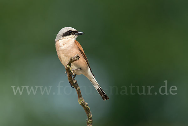 Neuntöter (Lanius collurio)