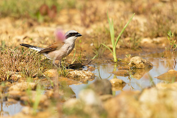 Neuntöter (Lanius collurio)