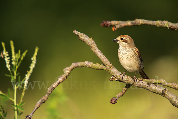 Neuntöter (Lanius collurio)