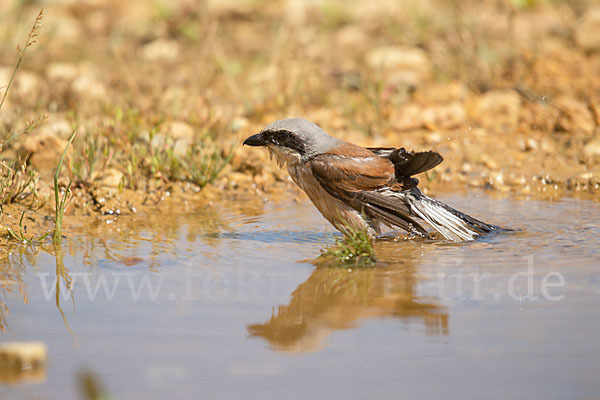 Neuntöter (Lanius collurio)