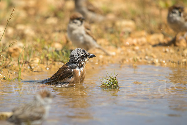 Neuntöter (Lanius collurio)