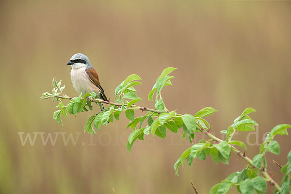 Neuntöter (Lanius collurio)