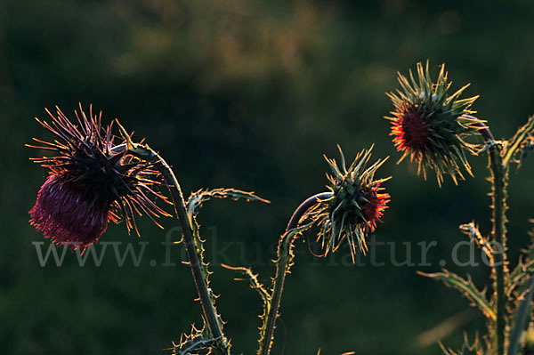 Nickende Distel (Carduus nutans)