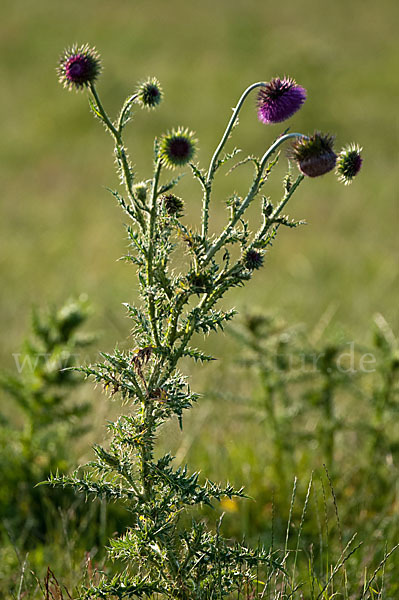 Nickende Distel (Carduus nutans)