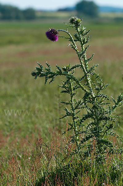 Nickende Distel (Carduus nutans)