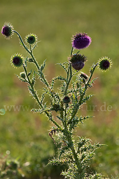 Nickende Distel (Carduus nutans)