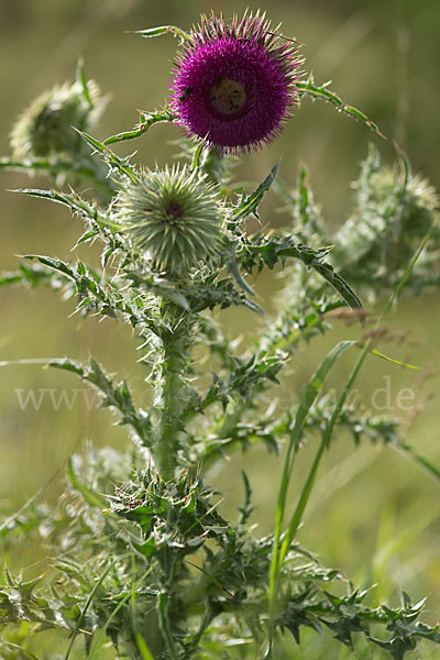 Nickende Distel (Carduus nutans)