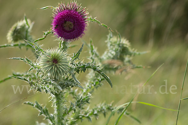 Nickende Distel (Carduus nutans)