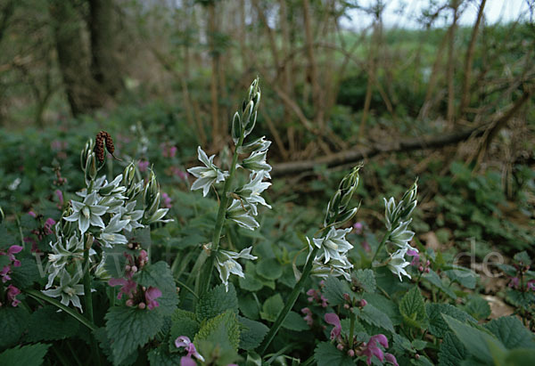 Nickender Milchstern (Ornithogalum nutans)