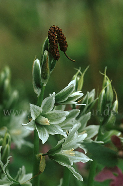 Nickender Milchstern (Ornithogalum nutans)