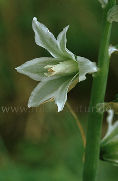 Nickender Milchstern (Ornithogalum nutans)