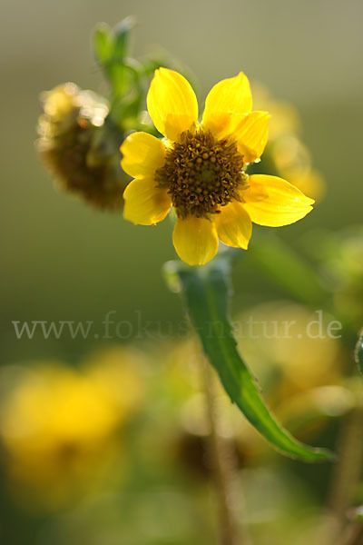 Nickender Zweizahn (Bidens cernua)