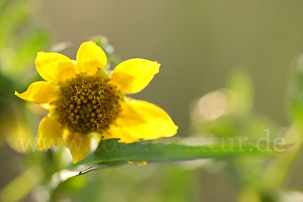 Nickender Zweizahn (Bidens cernua)