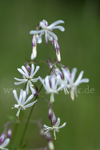 Nickendes Leimkraut (Silene nutans)