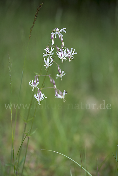 Nickendes Leimkraut (Silene nutans)