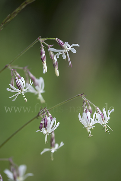 Nickendes Leimkraut (Silene nutans)