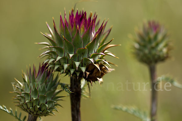 Niedrige Artischocke (Cynava humilis)