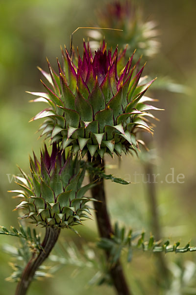 Niedrige Artischocke (Cynava humilis)