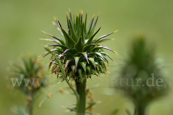 Niedrige Artischocke (Cynava humilis)