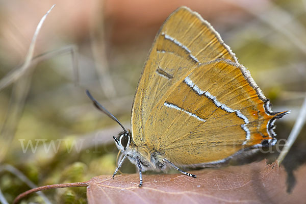 Nierenfleck-Zipfelfalter (Thecla betulae)