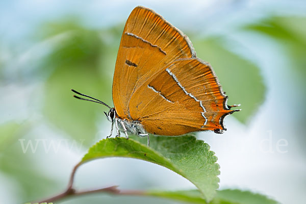 Nierenfleck-Zipfelfalter (Thecla betulae)